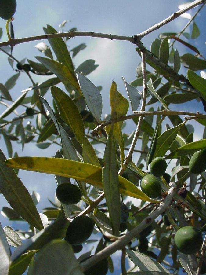 Sofiavillas Gaiole in Chianti
